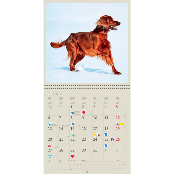 Calendar Dogs 2025 - January