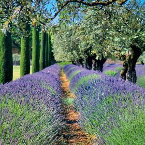 Calendar Provence 2025 - March