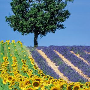 Calendar Provence 2025 - June