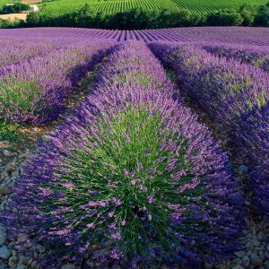 Calendar Provence 2025 - September